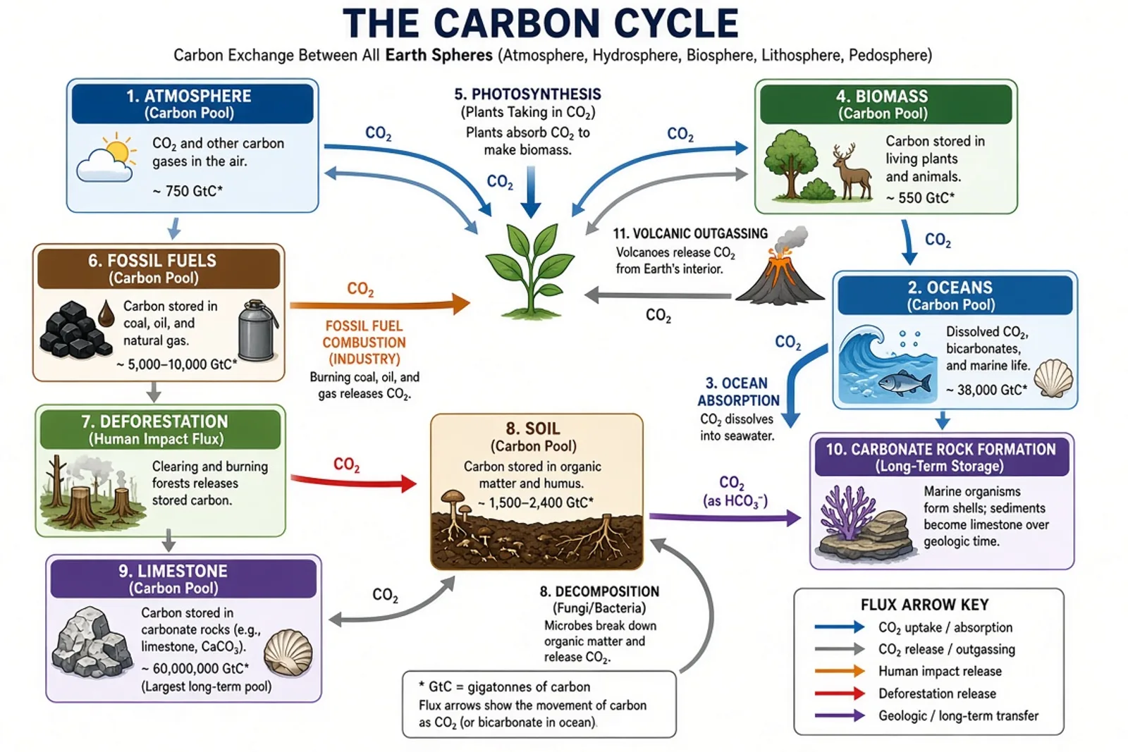 Carbon cycle diagram showing carbon exchange between atmosphere, ocean, and land