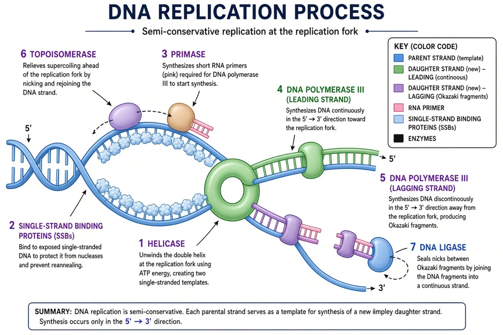 DNA replication diagram showing replication fork, enzymes, leading and lagging strands
