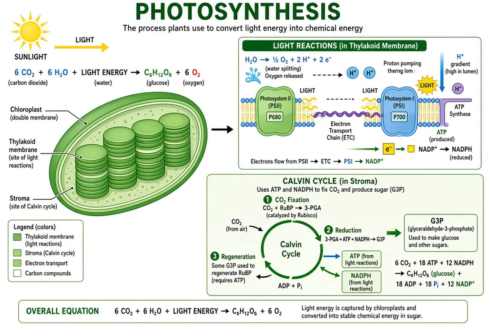 Photosynthesis diagram showing light reactions and Calvin cycle