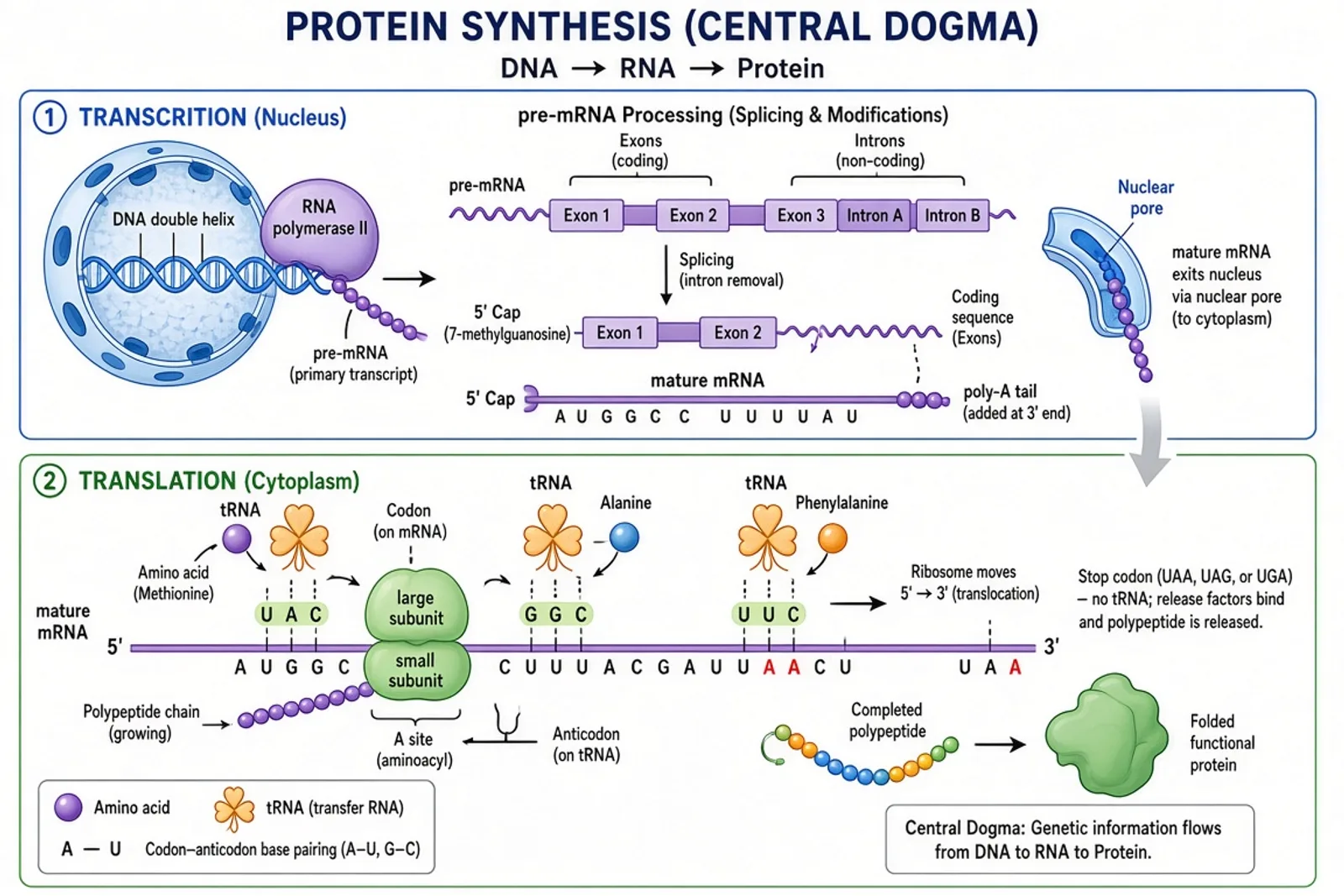 Protein synthesis diagram showing transcription in nucleus and translation in cytoplasm